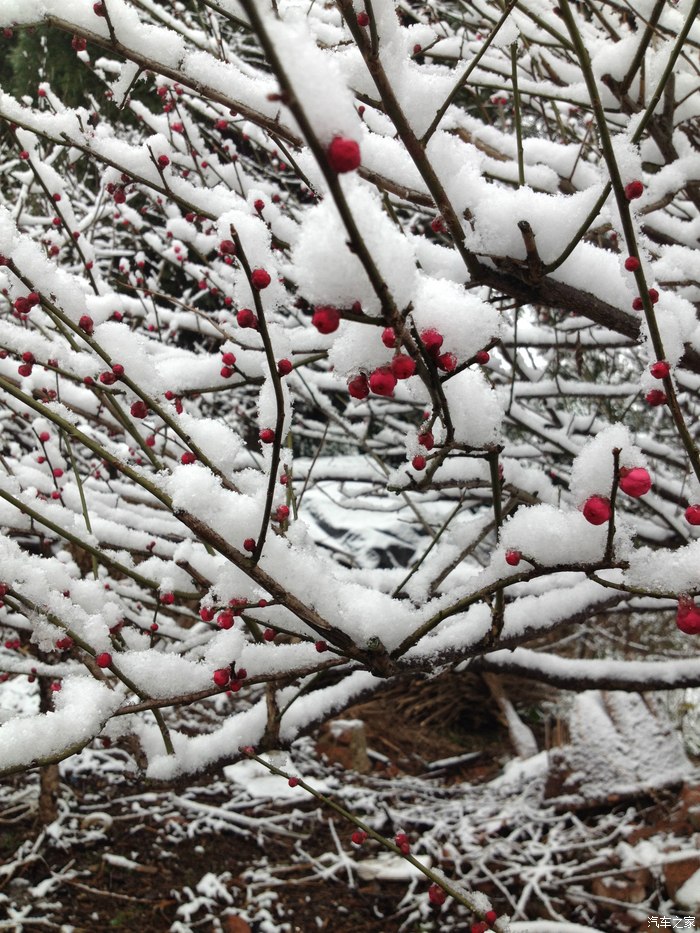 冰雪林中着此身,不同桃李混芳尘,下雪了,梅花也开了!
