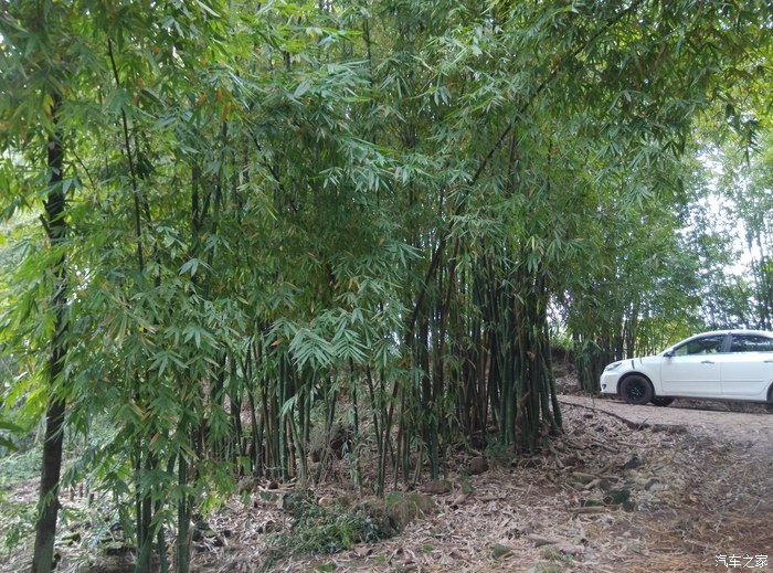 四川老家,走在乡间的小路上,分享四川农村