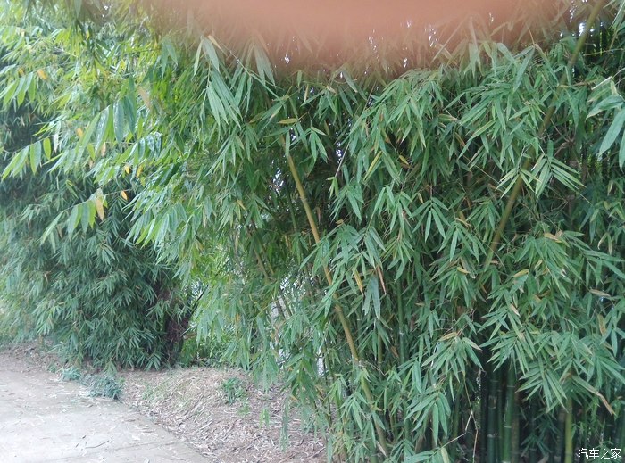 四川老家,走在乡间的小路上,分享四川农村