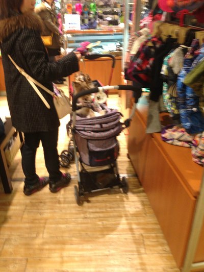 补上2015年1月16日(7天日本蜜月游)_英菲尼迪