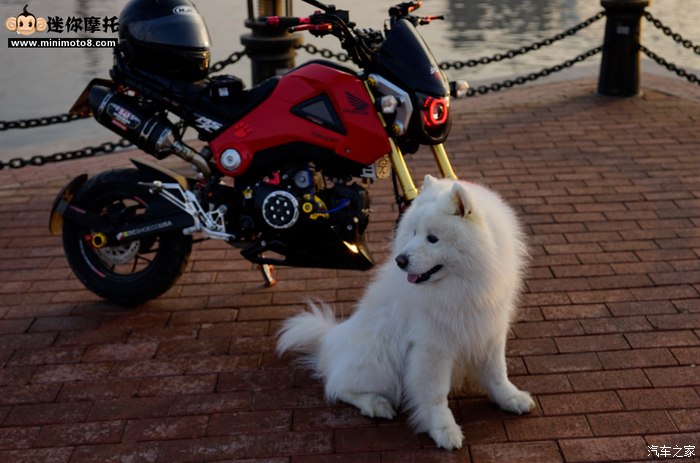 【图】情人节-单身狗的大片-海边的MSX猴子_