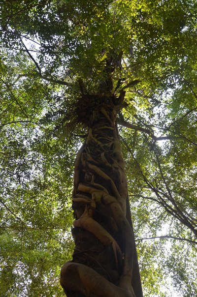 绞杀榕是靠寄生在其他树种上生长的最后把被他寄生的宿体干掉,植物