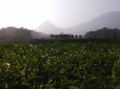 潮州凤凰山原生态茶园自驾第二篇,元宵佳节,回家过节