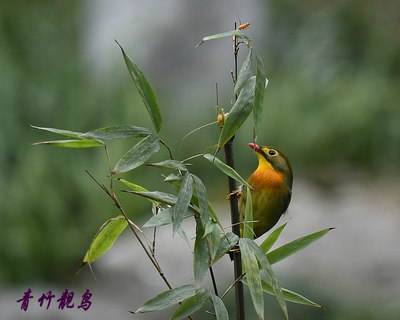 【生态】青竹靓鸟