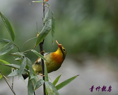 【生态】青竹靓鸟