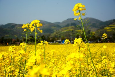 "金色花海 醉美南川"---重庆南川油菜花节