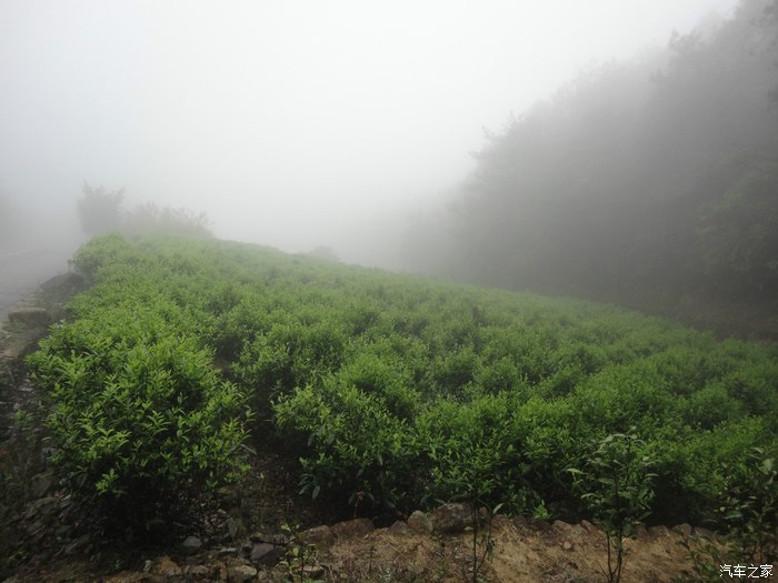 【图】摘茶做茶忙又乐