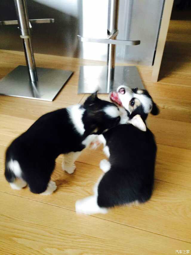 【图】这狗值两万吗?怎么感觉被骗了.