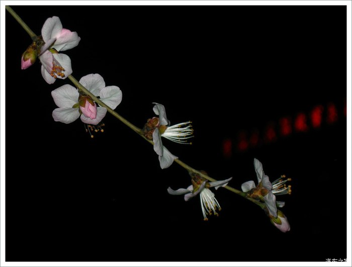 【图】此处无声胜有声