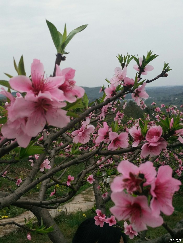 文宫桃花节