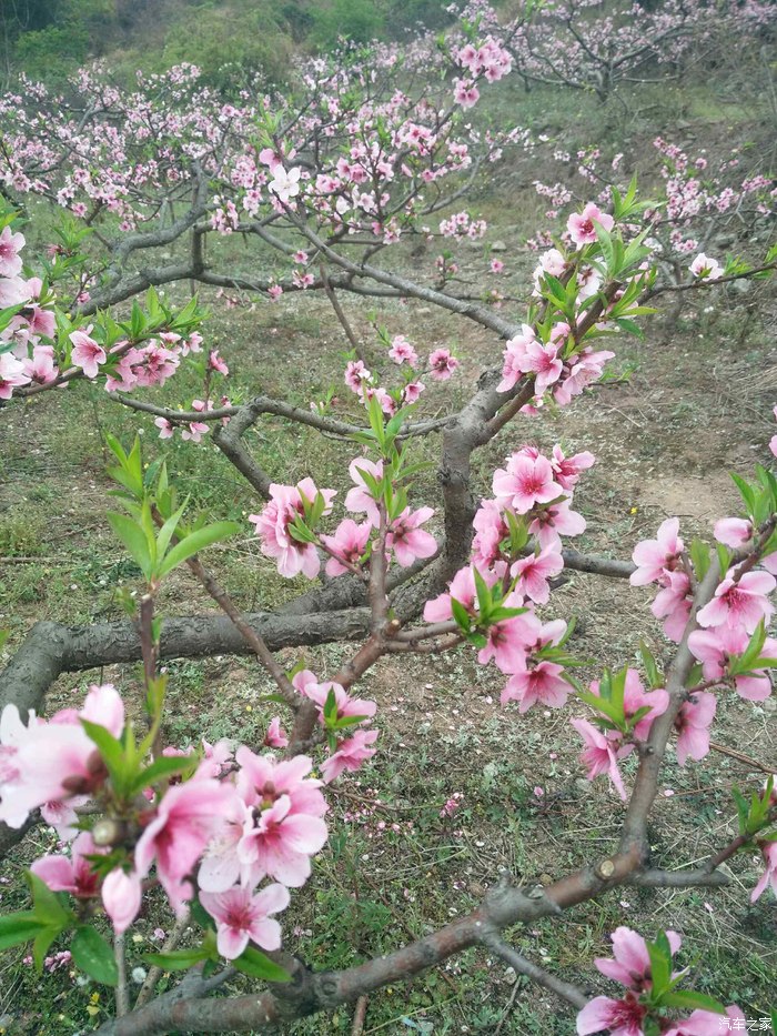 文宫桃花节