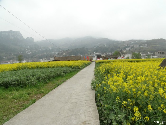 2015319游四川古蔺县双沙镇莲花寺画里乡村油茶花