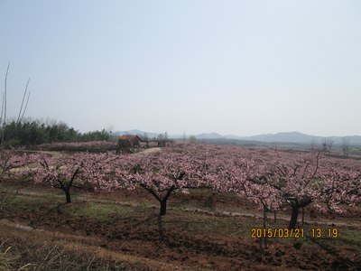 3.21湖北襄阳——枣阳平林镇桃花源