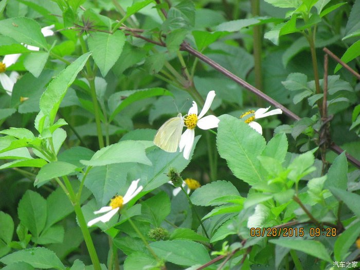 25,蝴蝶与"虾钳草"的花.