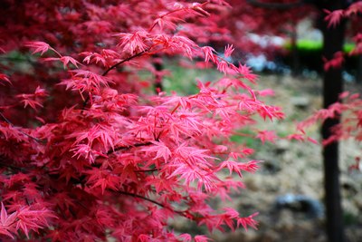 满山红叶似彩霞简谱_满山红叶似彩霞图片(3)