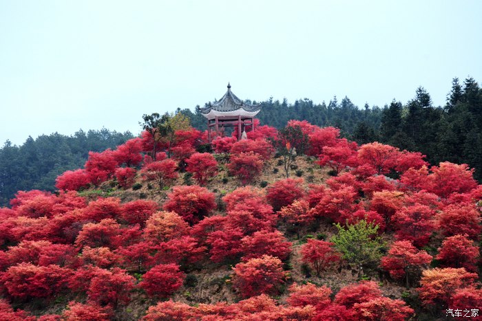 满山红叶似彩霞--重庆五洲生态园赏红枫