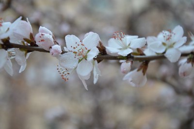 【支持欢动论坛】相约春天在户外桃花梨花朵朵