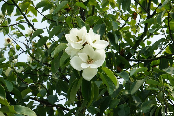 芜湖方特一日游。