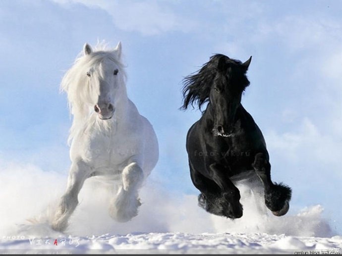 我的黑马和白马