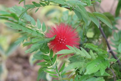 攀枝花炳草岗公园自驾游