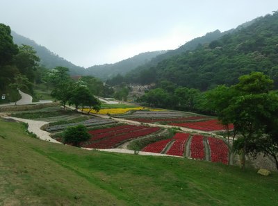 【暮春增城二龙山赏五月雪·油桐花】