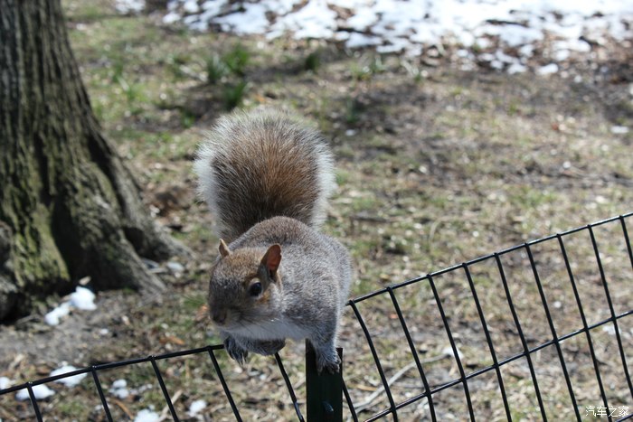 【图】有人养松鼠么?