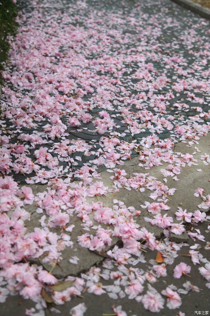 小雨过后,樱花朵挣扎着飞离枝头纷飞落下,草丛中,路牙上铺满了片
