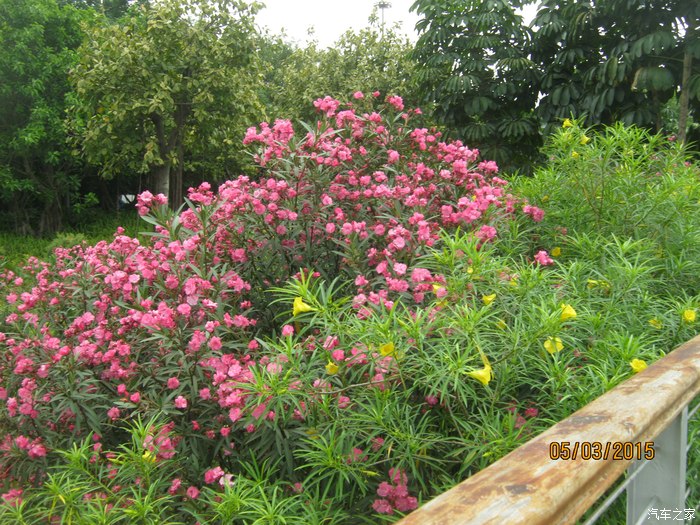 【图】【花样南宁之民歌湖】可远看不可近玩也