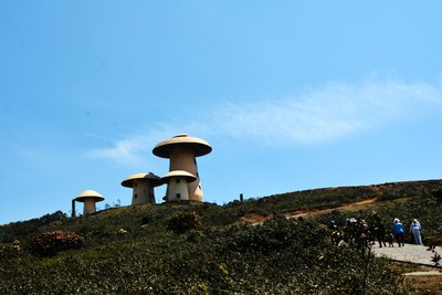 师宗菌子山*看那漫山遍野的杜鹃花儿开(2)