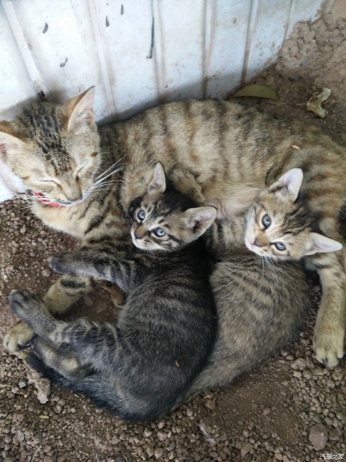 【图】我家可爱漂亮的大白猪猪侠和肥波一家_