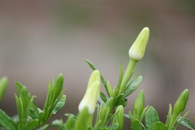 栀子花开