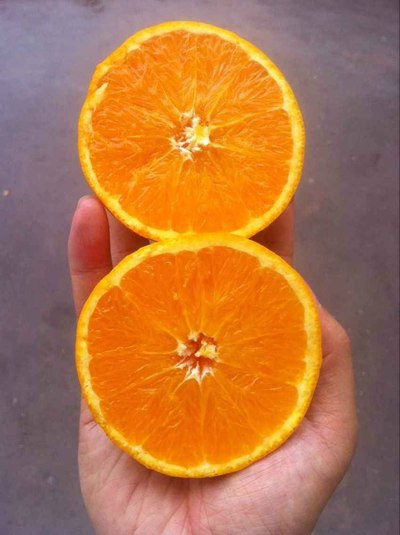 帮朋友推销一些橙子 不知道有没有喜欢吃橙子