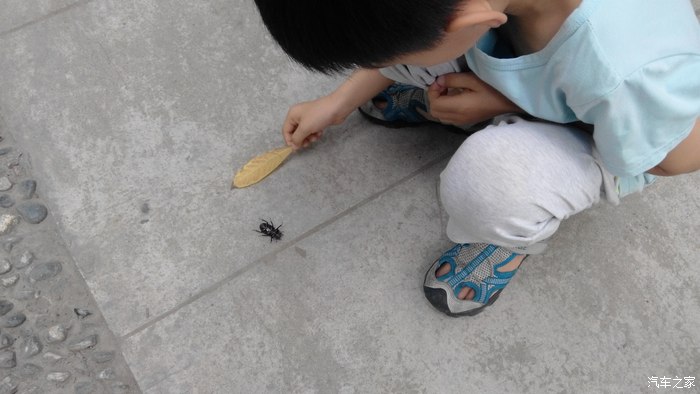 【图】今天又发现了一只锹甲虫