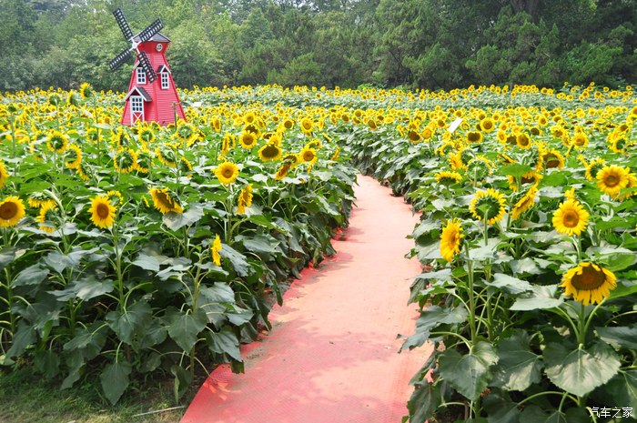 【图】正直大晌午,三十九度五,谁知当阳照,片片