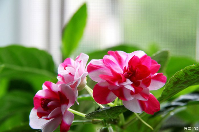 【图】你问我爱你有多深?鲜花代表我的心!