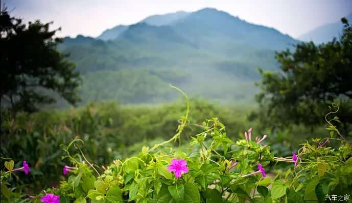漫山青绿,无法自拔.
