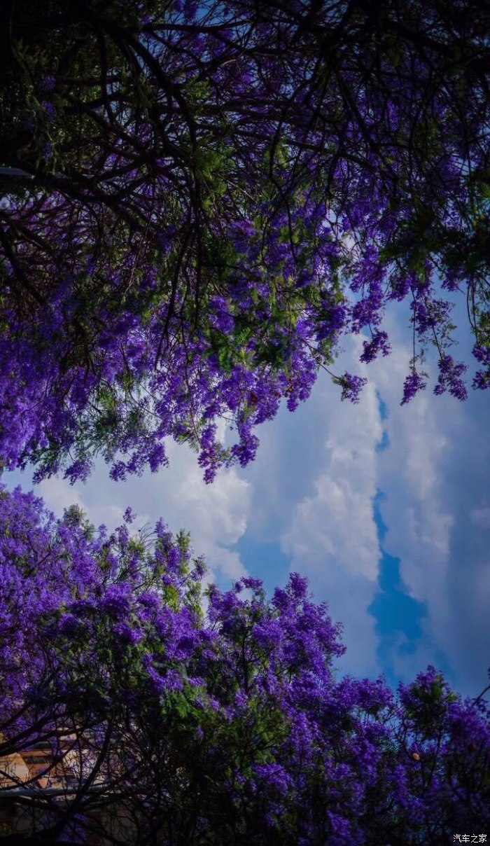 五月初夏,你不能錯過的浪漫風景邂逅一場藍色花海