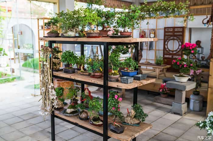 名爵zs探秘网红店名爵zs探访盆景花卉网红店