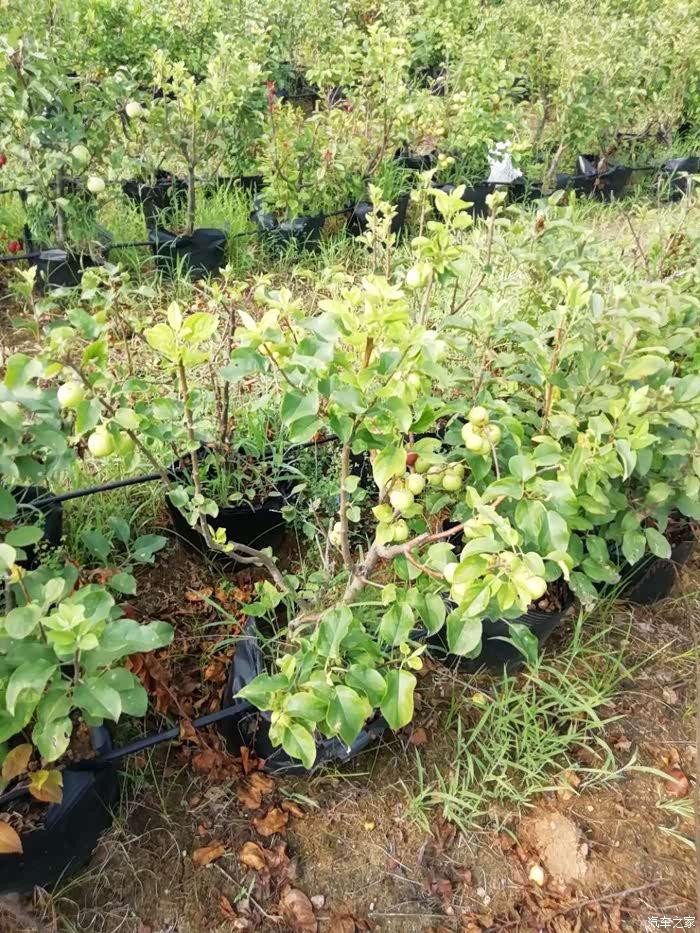 天热不能阻挡好奇-神奇的金丝瓜,苹果盆景