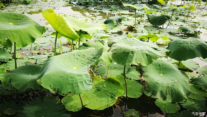 四川长安suv联盟小三田边游直径一米的大荷叶