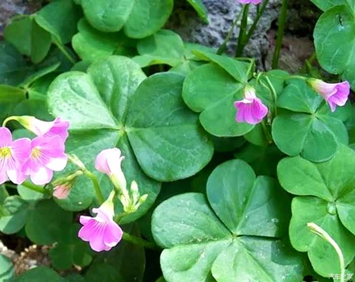 我们叫这"酸咪咪",吃起来酸溜溜的,但是它的根部下面长有果实,很清甜.