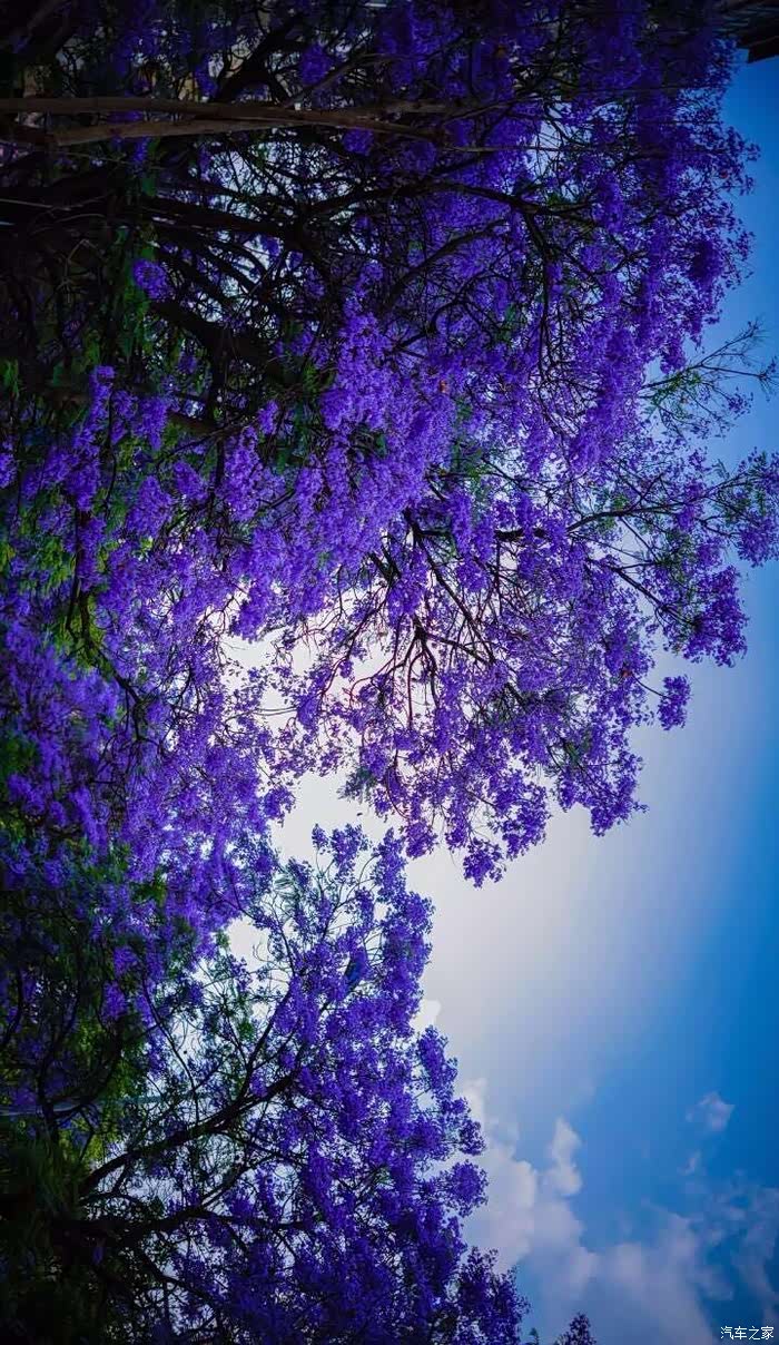 五月初夏,你不能错过的浪漫风景邂逅一场蓝色花海