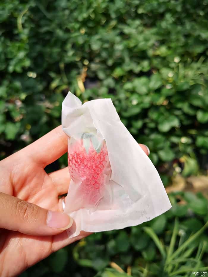 但是在这里的草莓非常的甜,而且每个成熟的草莓都是套袋的,比较干净
