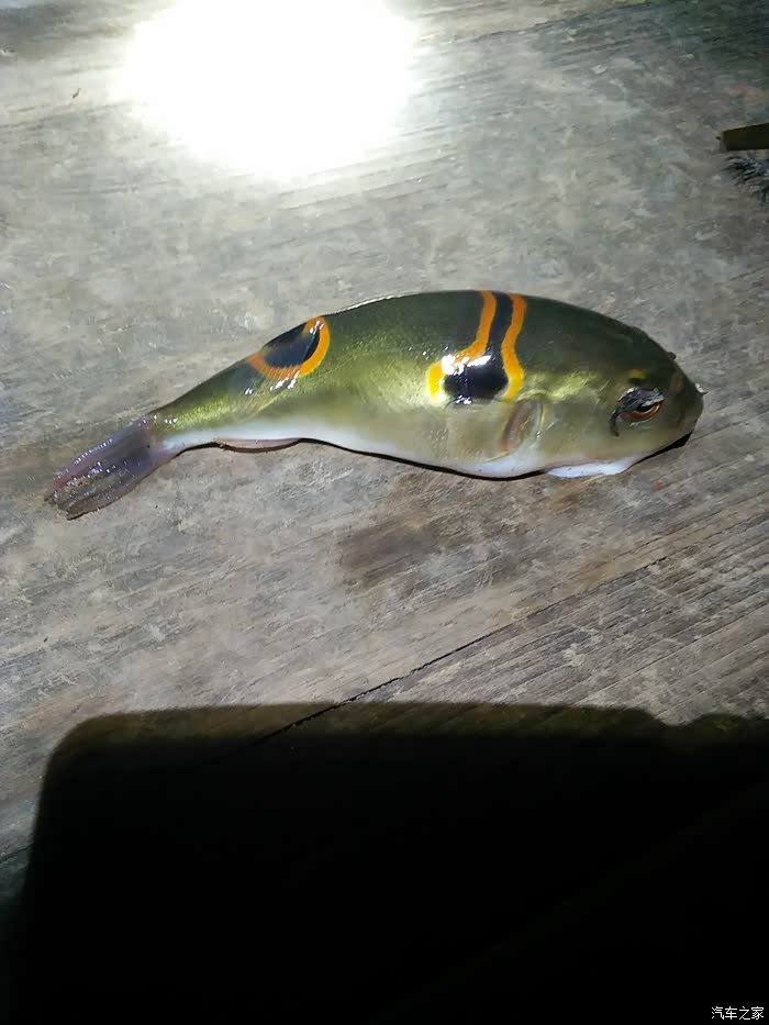 钓了一条,剧毒的河豚