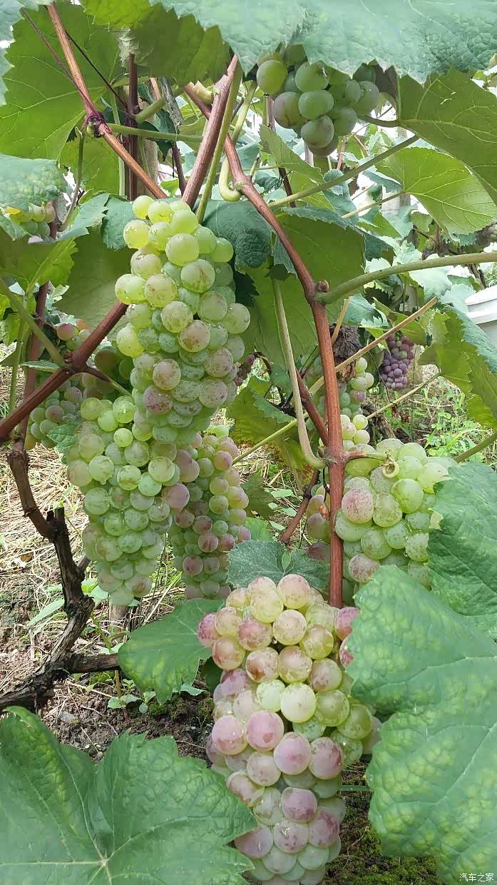 壁山摘葡萄