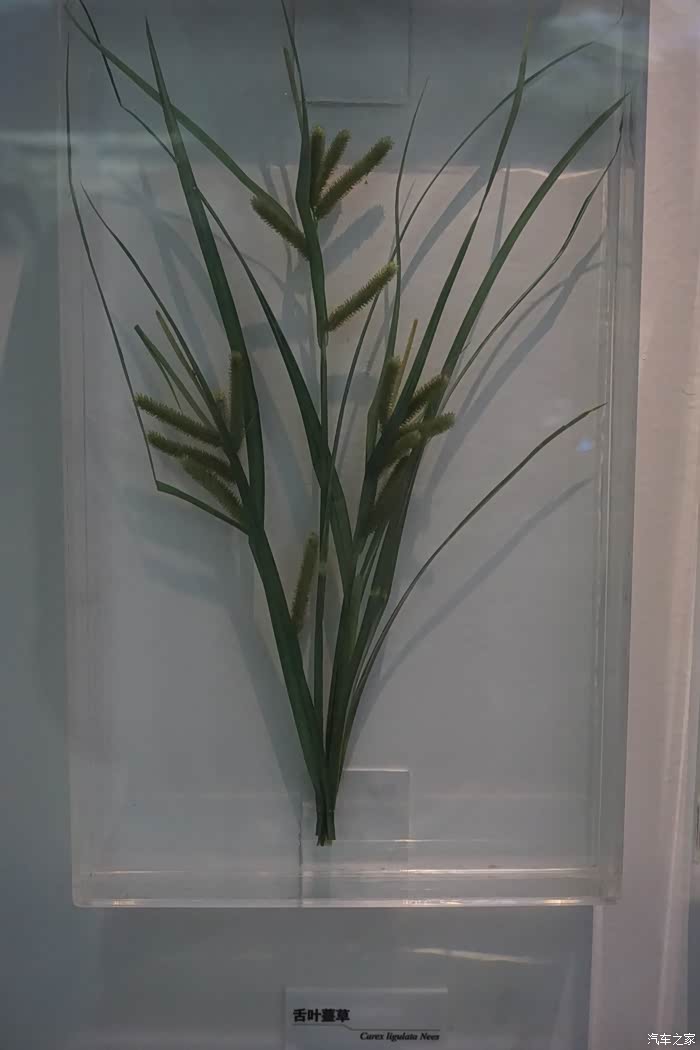 原色立体制作植物标本的新工艺