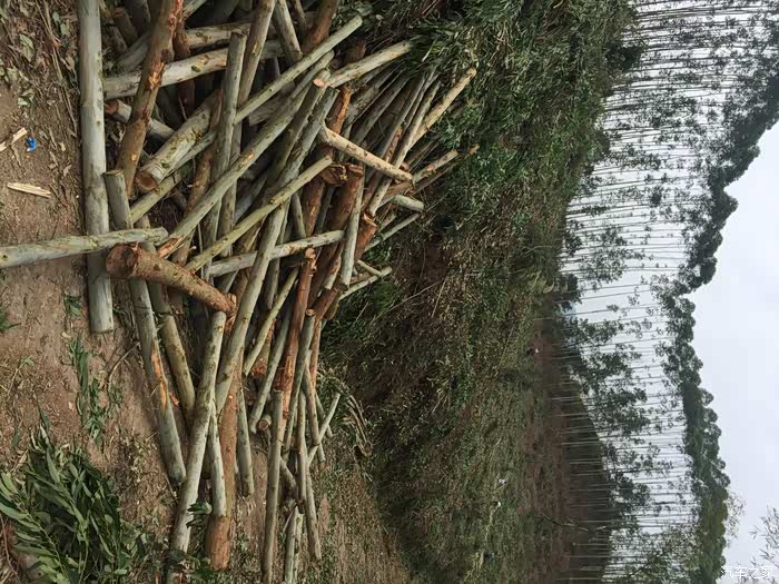 我有大量的桉树在砍,195长的这边才收5百一吨,贵港6百多吧老板