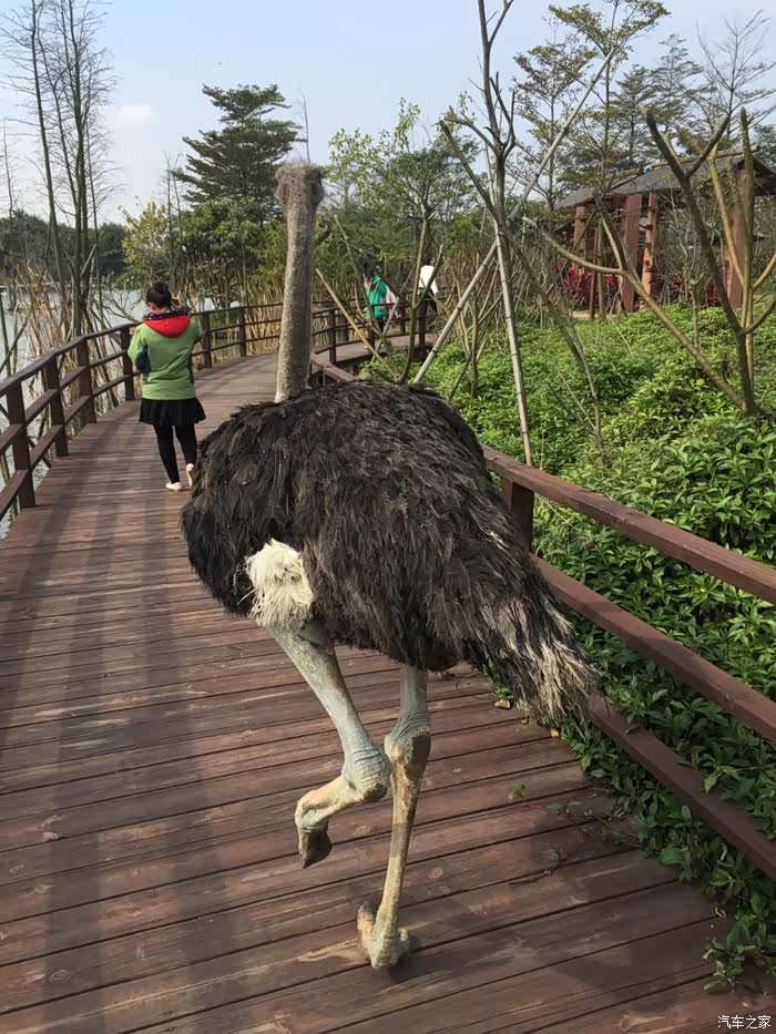 路上碰见鸵鸟啦