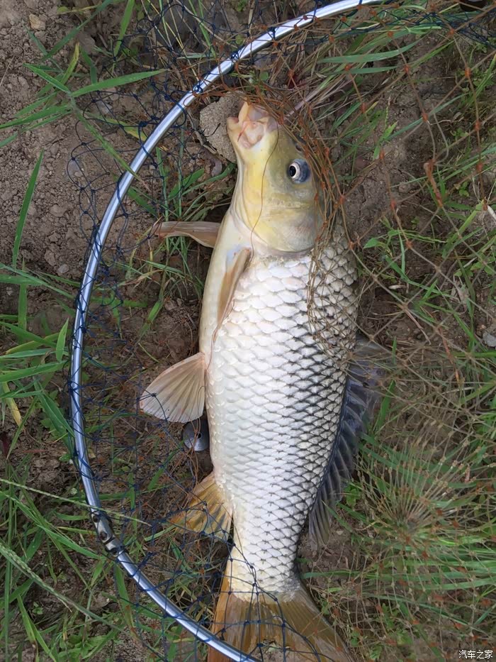 看看我开豹子在老家河里钓鱼.