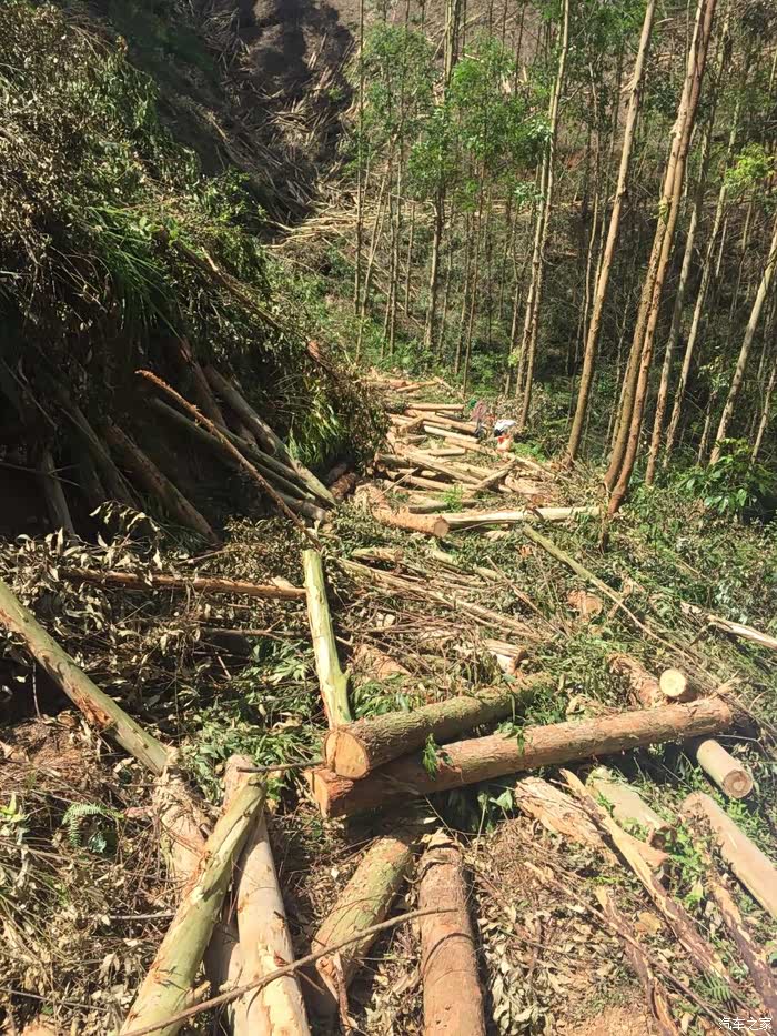 今天天气晴朗了,去看看桉树砍伐成什么样了